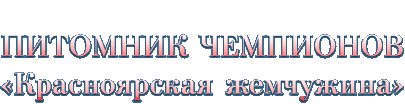 Питомник чемпионов Красноярская жемчужина