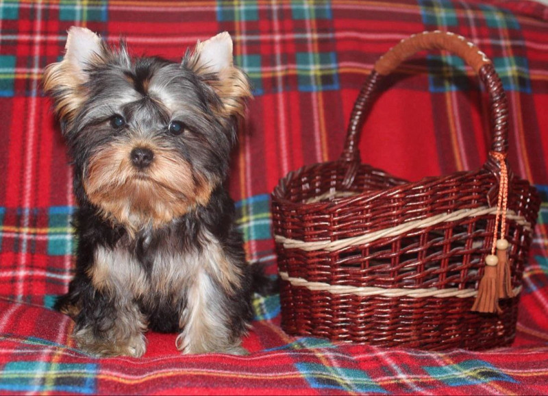 Алина + Брюс