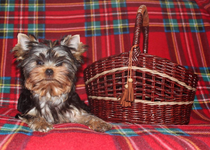 Чудесные мальчики от Ксю...