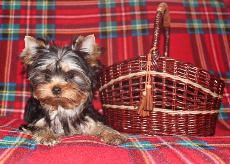 Чудесные мальчики от Ксю...