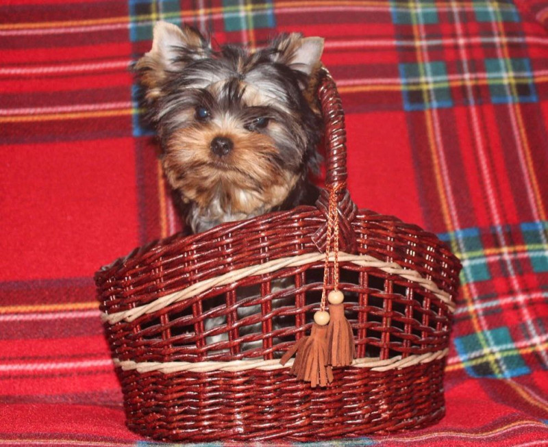 Чудесные мальчики от Ксю...