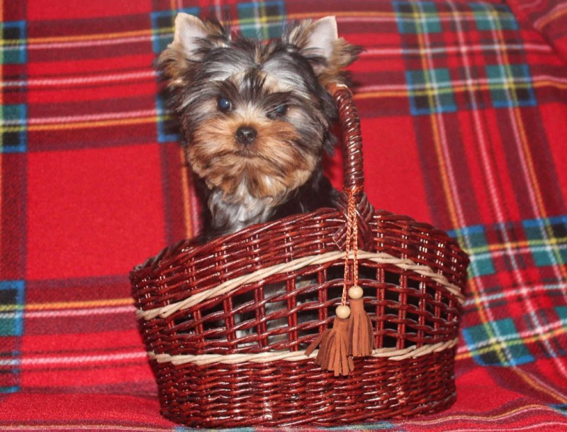 Чудесные мальчики от Ксю...